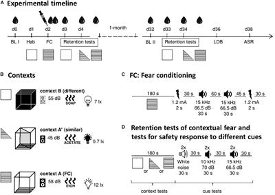 Corticosterone Treatment and Incubation Time After Contextual Fear Conditioning Synergistically Induce Fear Memory Generalization in Neuropeptide S Receptor-Deficient Mice